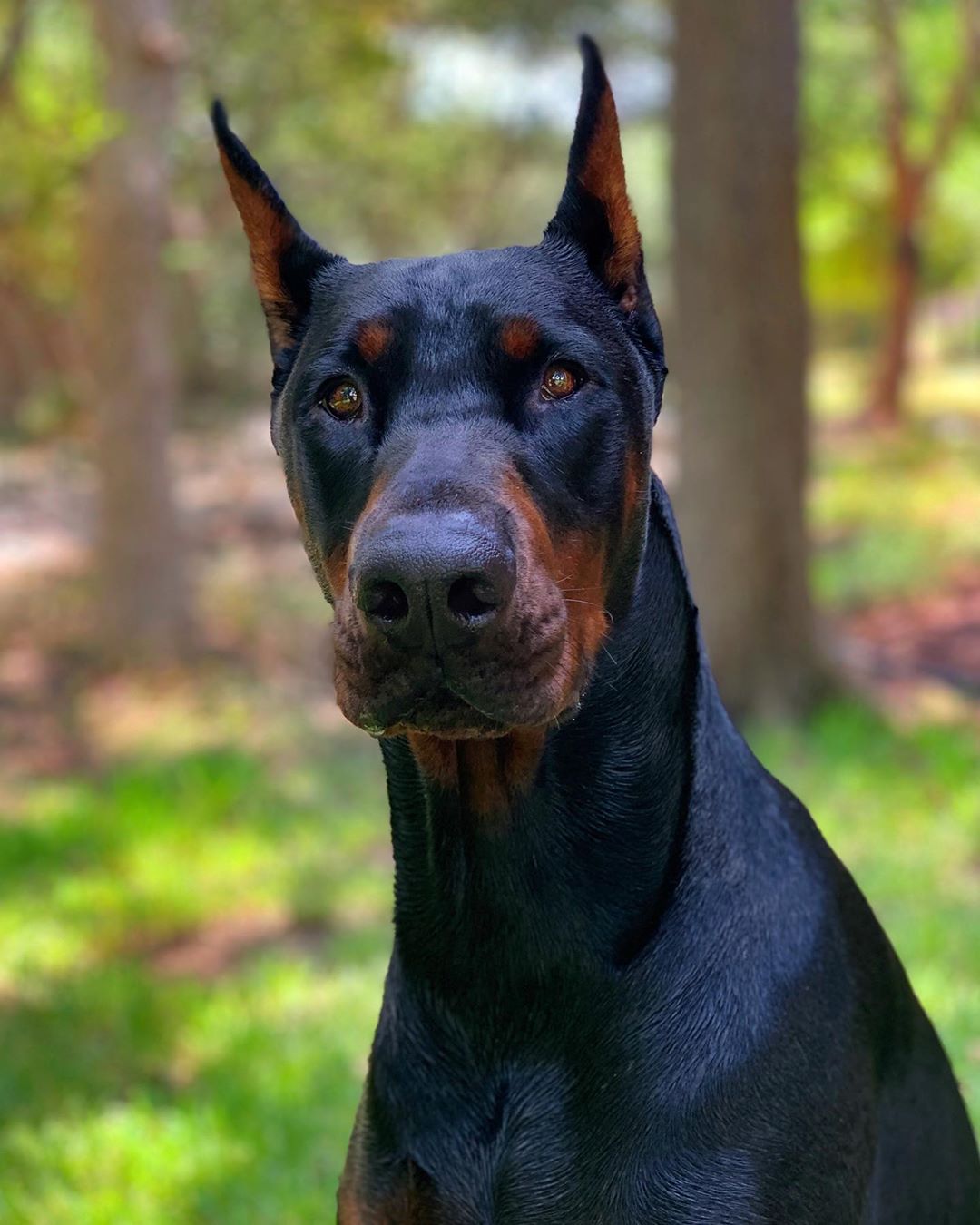 All Black Doberman Names