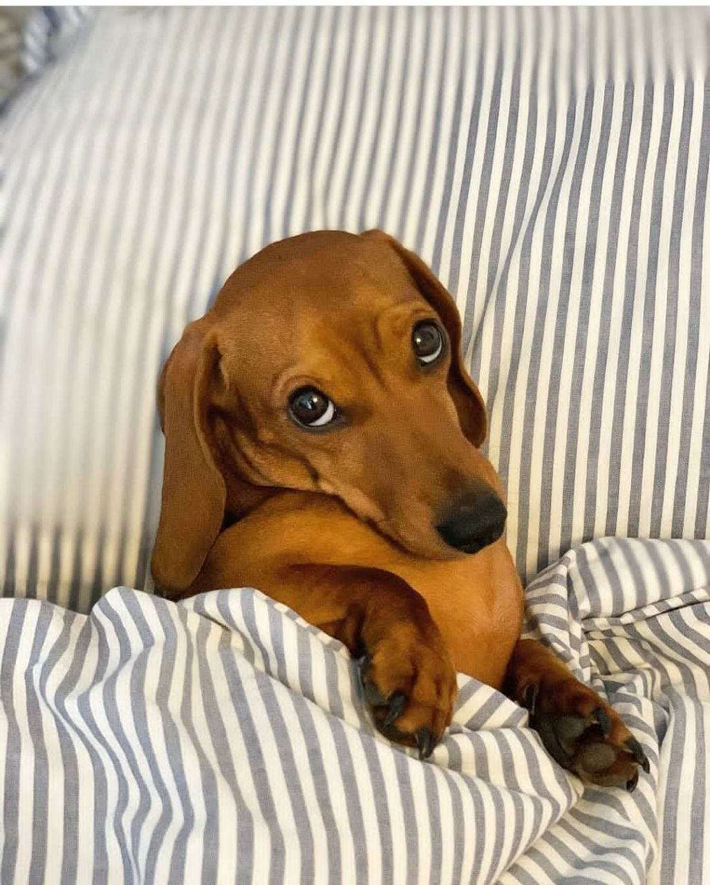 14 Photos Of The Funniest Dachshunds You Have Ever Seen Page 3 Of 3