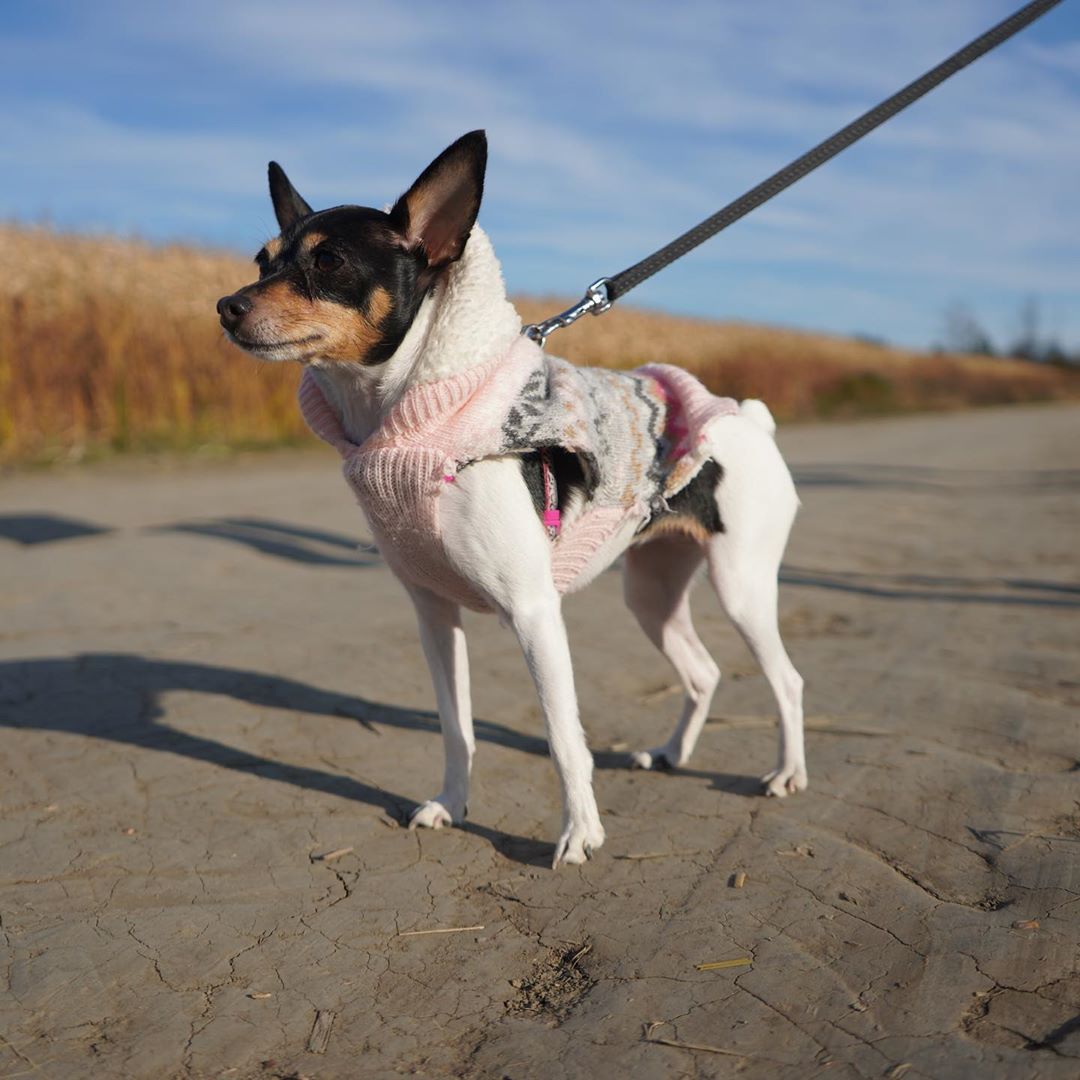 fox terrier soft toy