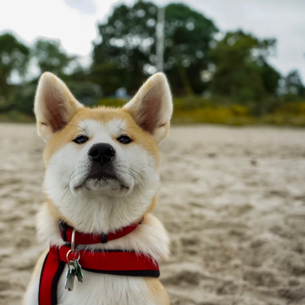 14 Perfect Facts About Loyal Akita Inu | PetPress