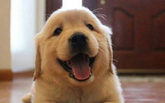 16 Pics Of Golden Retriever To Make Your Day | PetPress