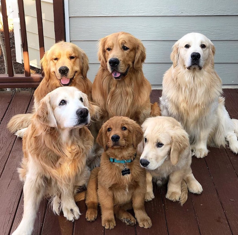 14 Things You Need To Know About Golden Retrievers - GolDen Retrievers