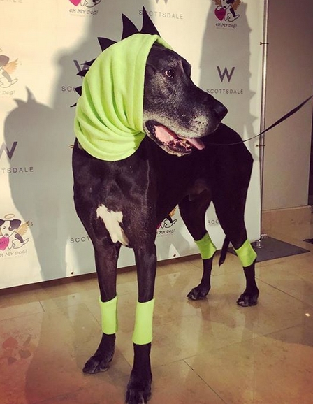 Halloween Costumes For Great Dane Dogs - 14 Funny Great Dane Costumes For Halloween 2019 | PetPress