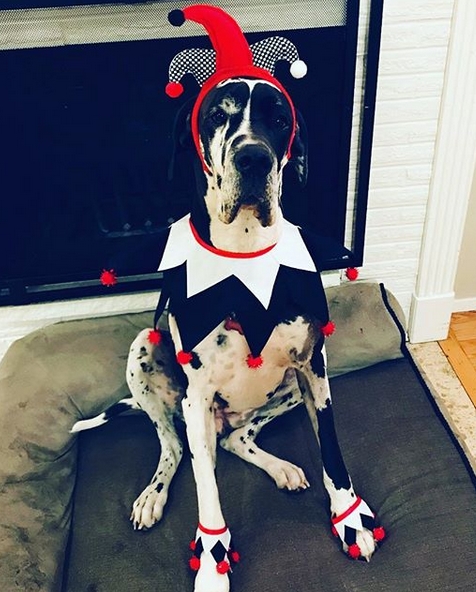 14 Funny Great Dane Costumes For Halloween 2019 | PetPress