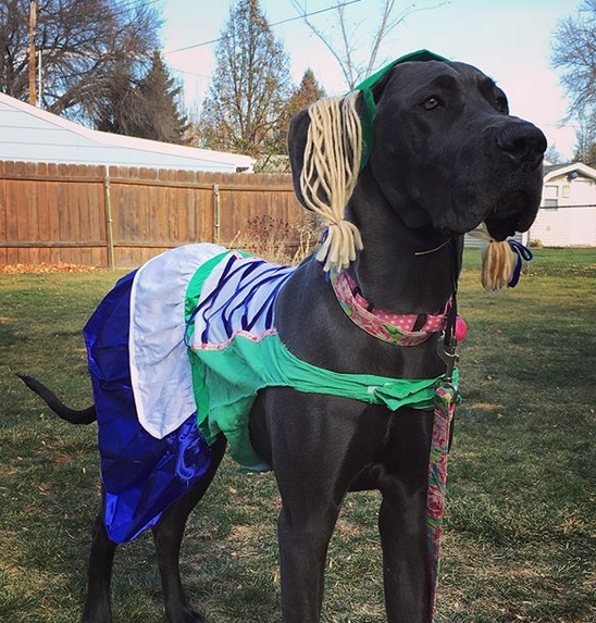 14 Funny Great Dane Costumes For Halloween 2019 | PetPress