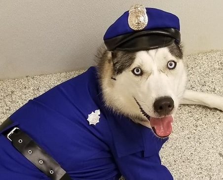 huskies in costumes