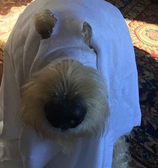 14 Funny Labradoodle Halloween Costumes 2019 | PetPress