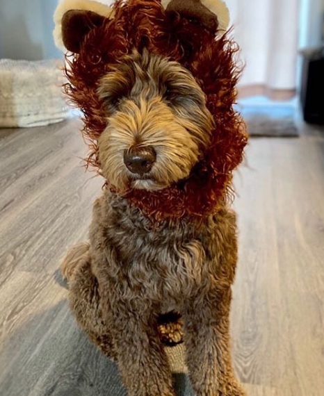 14 Funny Labradoodle Halloween Costumes 2019 | PetPress