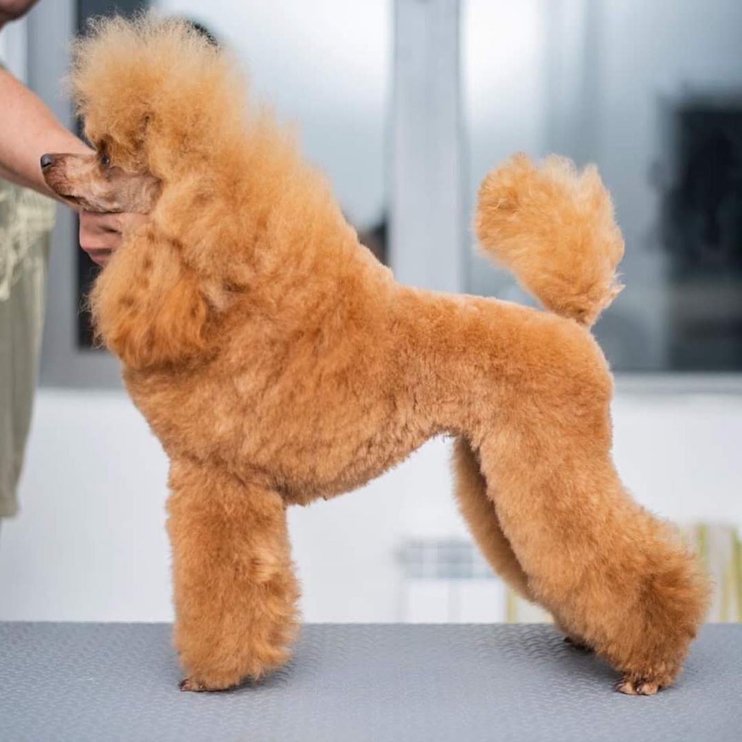 fluffy brown poodle