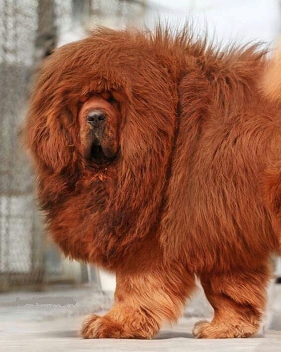 14-interesting-facts-about-the-tibetan-mastiff-page-2-of-3-petpress