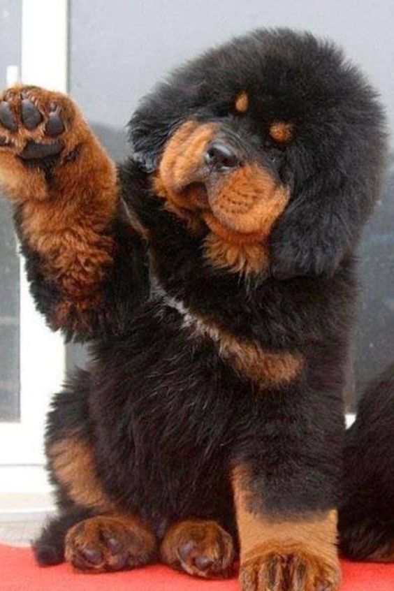 14 Interesting Facts About The Tibetan Mastiff | Page 2 of 3 | PetPress