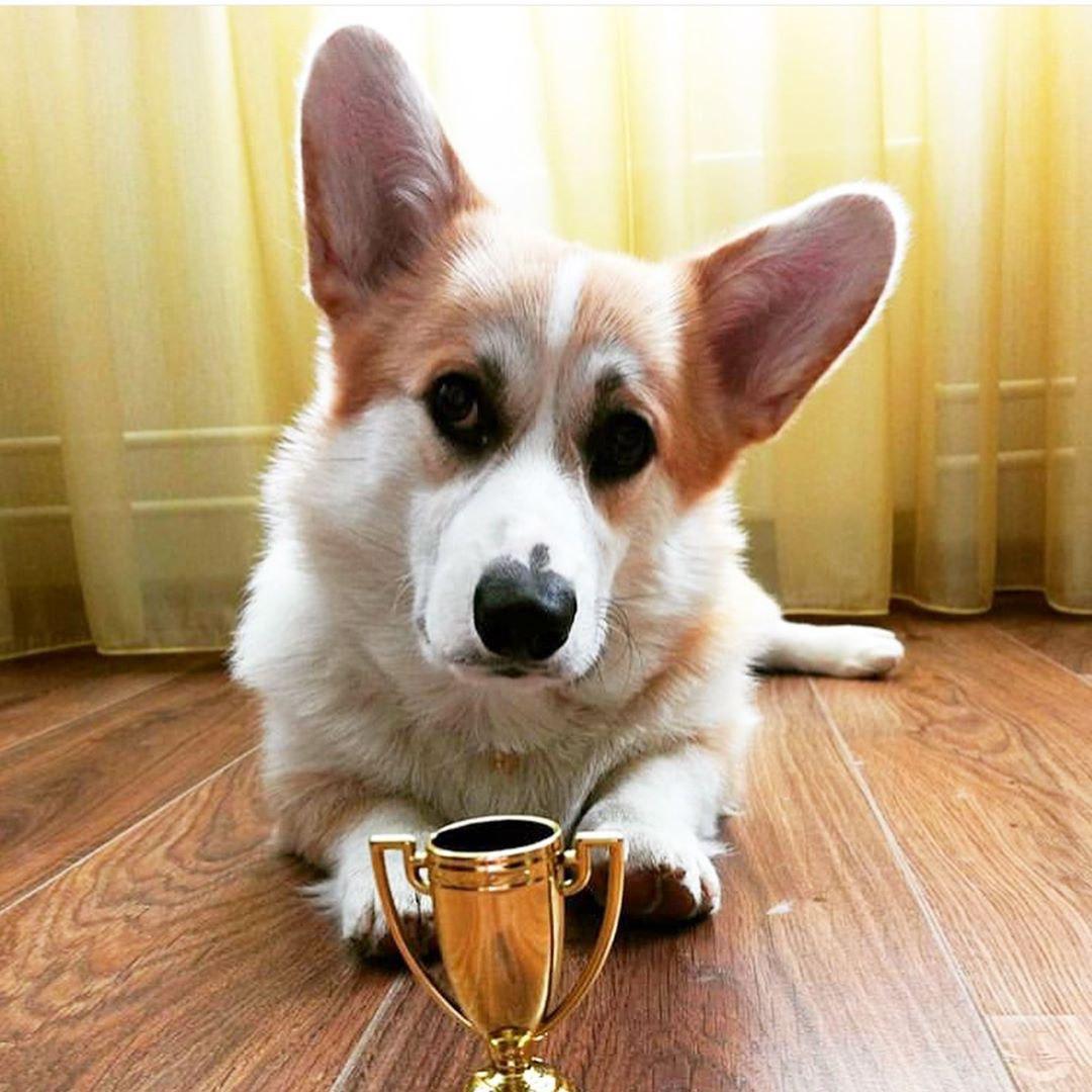 15 Things All Corgi Owners Know | Page 2 of 3 | PetPress
