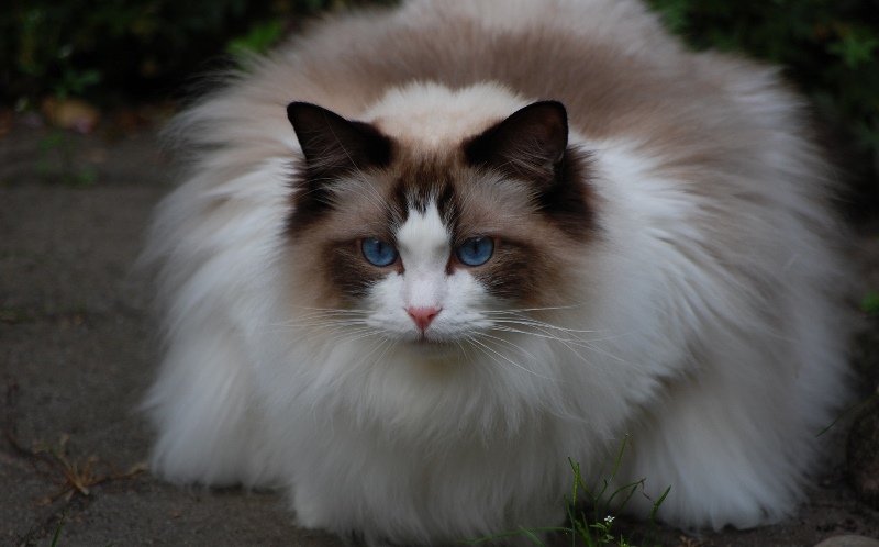 Ragdoll cats are actually one of the largest breeds of domestic cat. 😻 ...