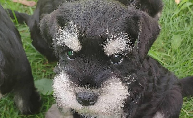 lady and the tramp schnauzer