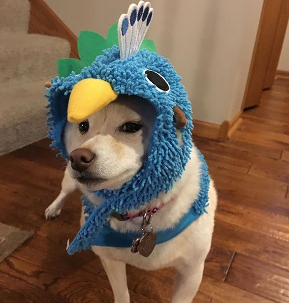 14 Funny Shiba Inu Costumes To Win At Halloween Petpress