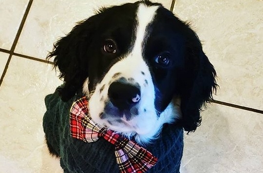springer spaniel costume