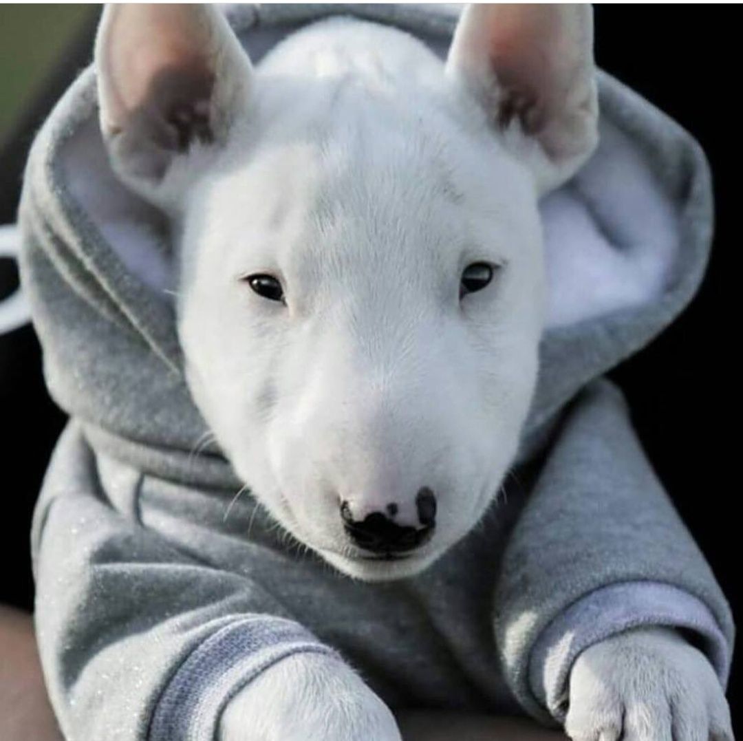 14 Adorable Pictures Of Bull Terriers To Make You Smile