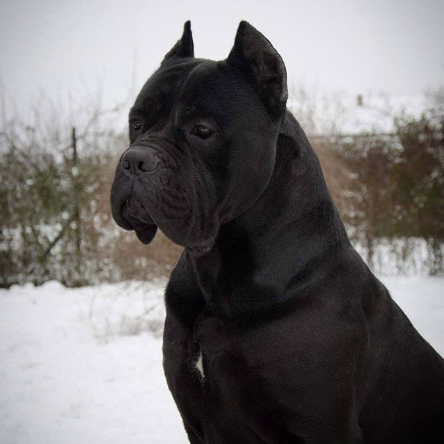 15 Amazing Facts About Cane Corso | PetPress