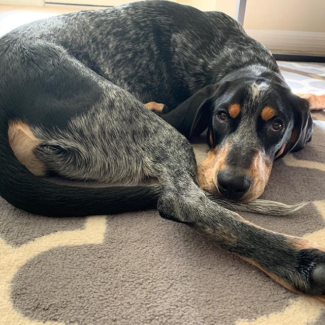 bluetick coonhound stuffed animal