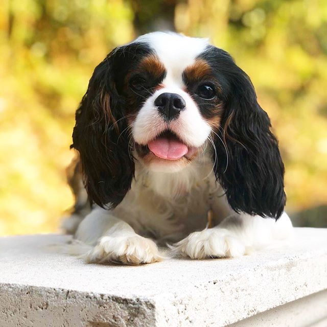 14 Facts About Cavalier King Charles Spaniels And Why We