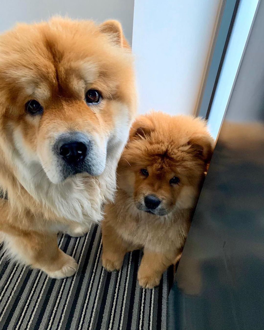 14 Cool Facts About Chow Chows PetPress