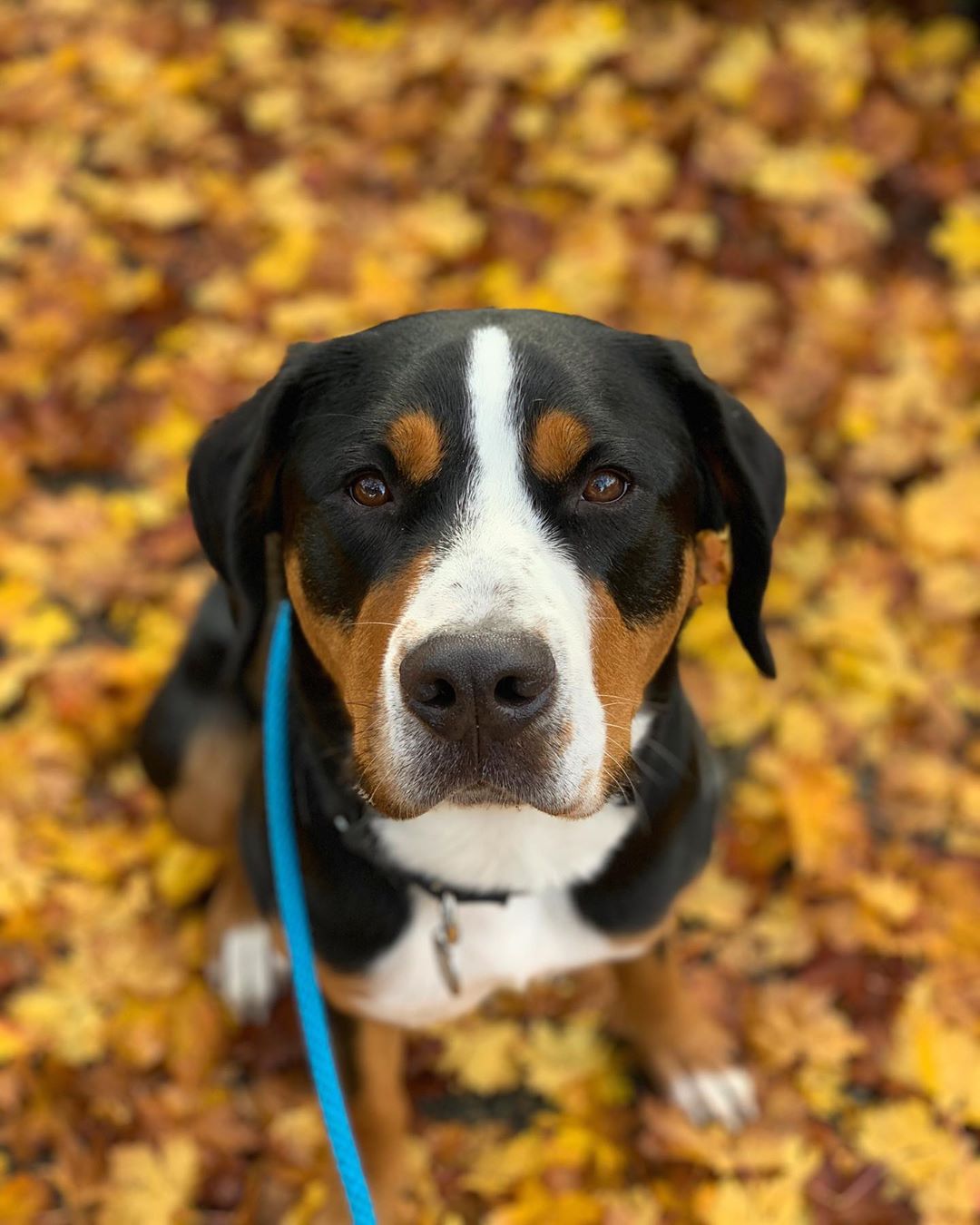 swiss mountain dog stuffed animal