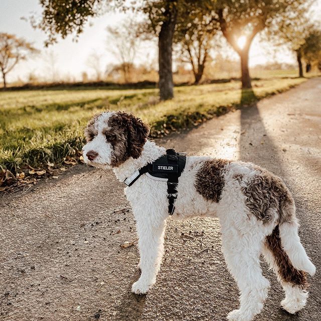 american zuchon kennel club