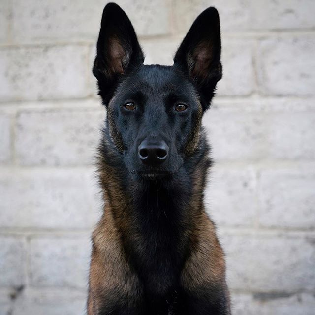 14 Fun And Interesting Facts About Belgian Malinois | PetPress