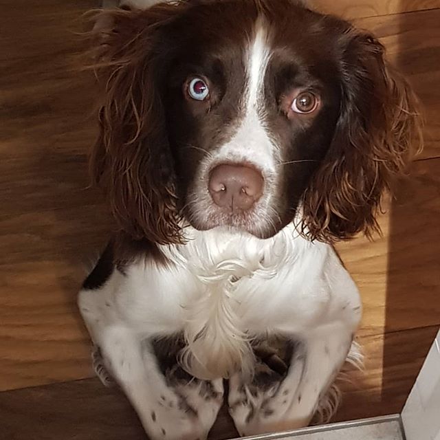 14 Facts About English Springer Spaniels And Why I Love Them | Page 2 ...