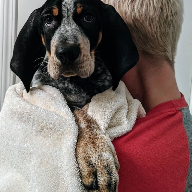 bluetick coonhound stuffed animal