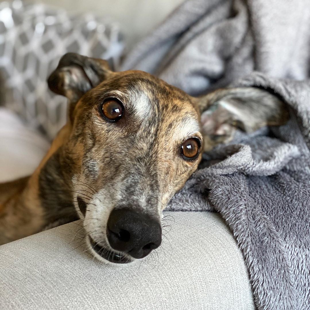14 Cool Facts About Greyhounds | PetPress