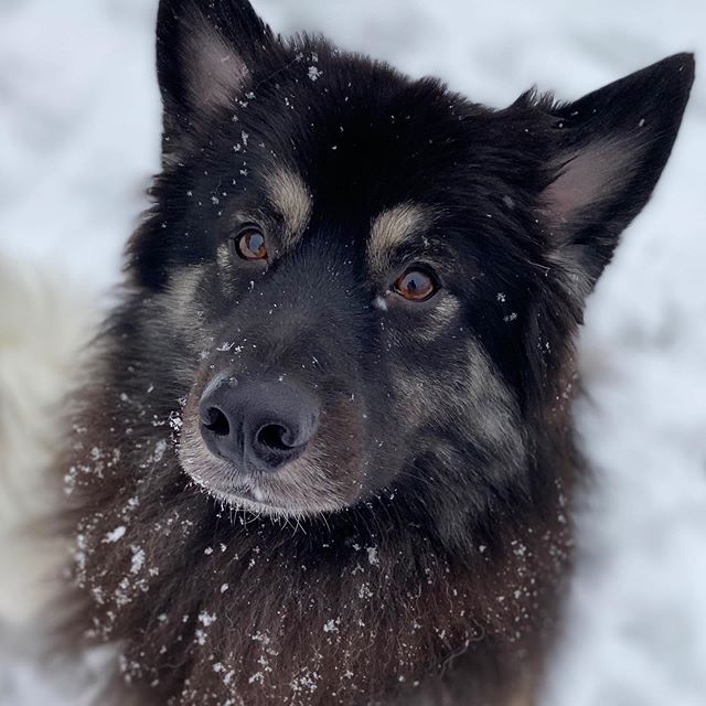 14 Reasons Why The Keeshond Totally Owns The Nickname The Smiling ...