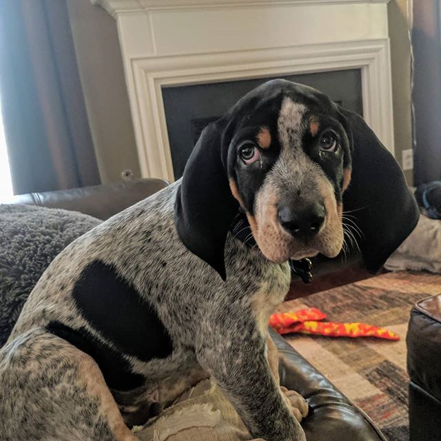 bluetick coonhound stuffed animal