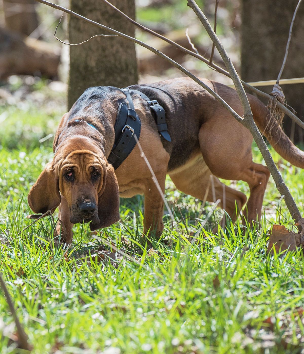 bloodhound mini