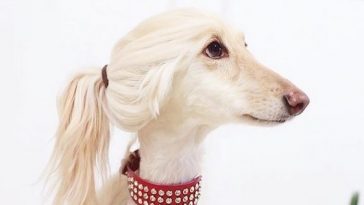 Afghan Dog Hairstyles
