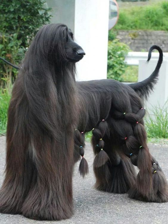 15 Interesting Hairstyles For Afghan Hounds  PetPress