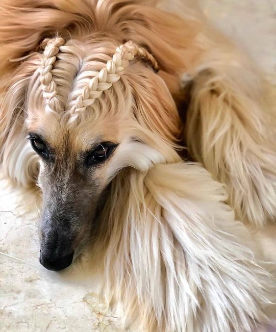 15 Interesting Hairstyles For Afghan Hounds  PetPress