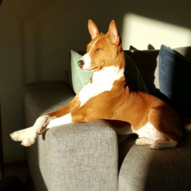 15 Things Only Basenji Owners Would Understand Page 3 of