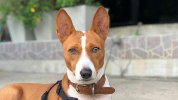 45+ Basenji Information And Facts