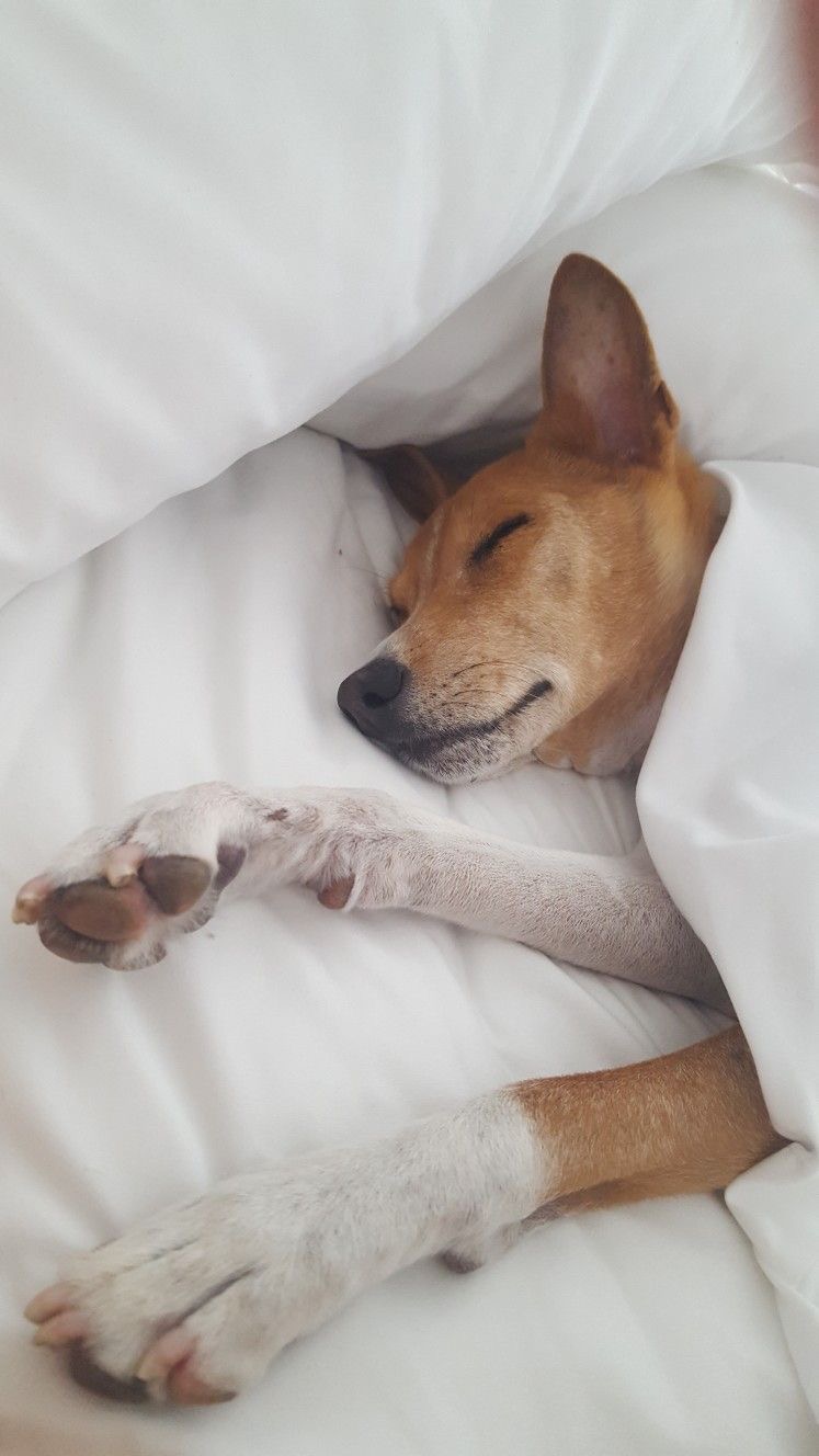 15 Things Only Basenji Owners Would Understand | Page 2 of 3 | PetPress