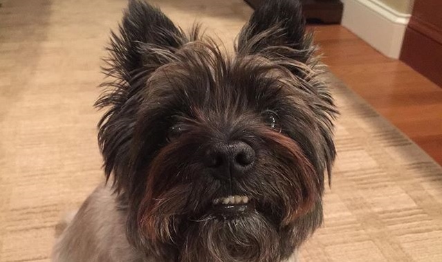 14 Facts We Bet You Didn’t Know About the Cairn Terrier ...