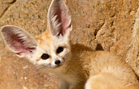 15 Interesting Facts About Fennec Foxes - PetPress