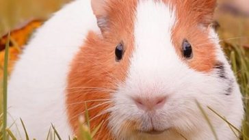 Guinea pig