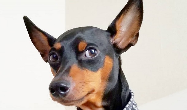 facts about miniature pinschers