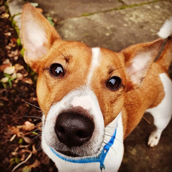 14 Amazing Facts About Jack Russell Terriers | Page 3 of 3 | PetPress
