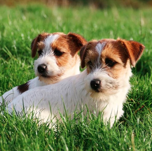 15 Tips For Choosing A Jack Russell Terrier Puppy | PetPress