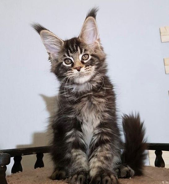 15 Interesting Facts About Maine Coon Cats Page 2 of 3 PetPress