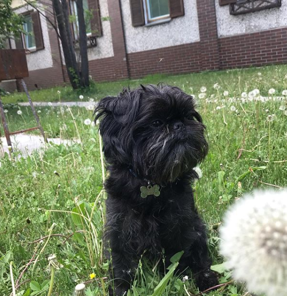 15 Rules For The Care And Maintenance Of Affenpinscher ...