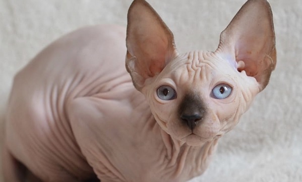 14 Facts About Sphynx Cats That You Should Know - PetPress