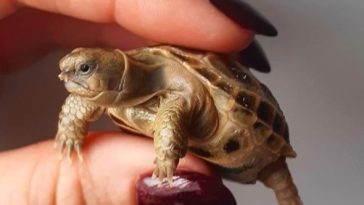 Turtle pros cons